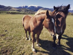 vincle-cerdanya-caballos-feria-puigcerda