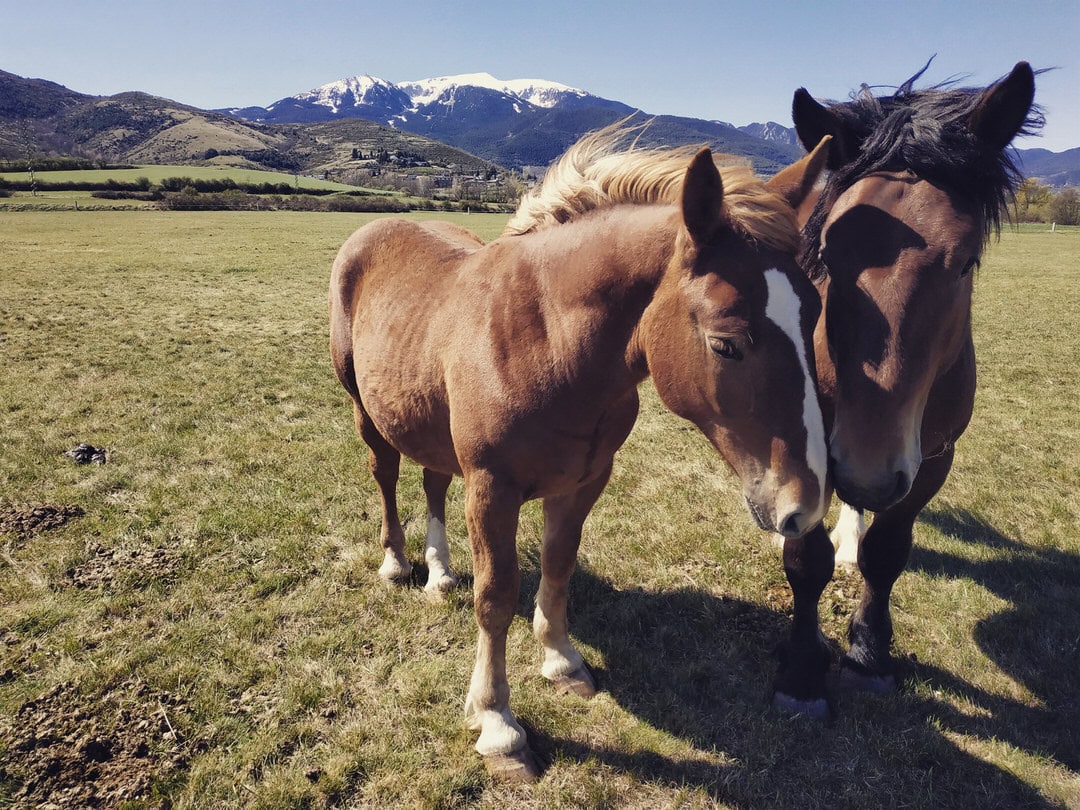 vincle-cerdanya-caballos-feria-puigcerda