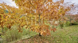 ElsArenys Ref1528 53071 uai Compra y venta de casas y pisos La Cerdanya